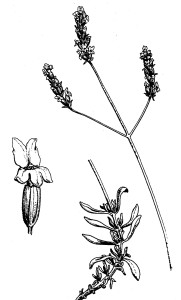 Lavandula_Latifolia