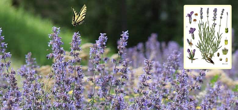 Echter Lavendel