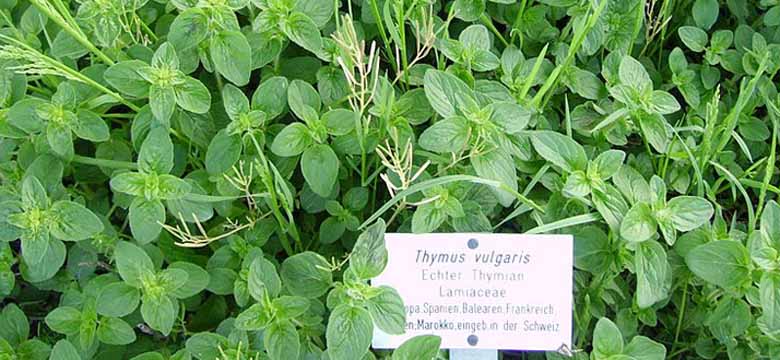 Thymus vulgaris (Echter Thymian)