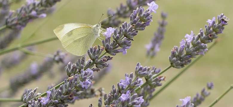 Lavendel