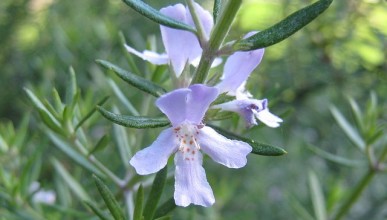 rosemary-18299_640