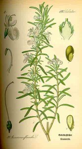 rosmarinus-officinalis