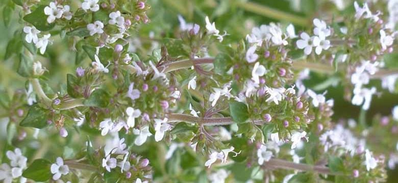 Thymus mastichina